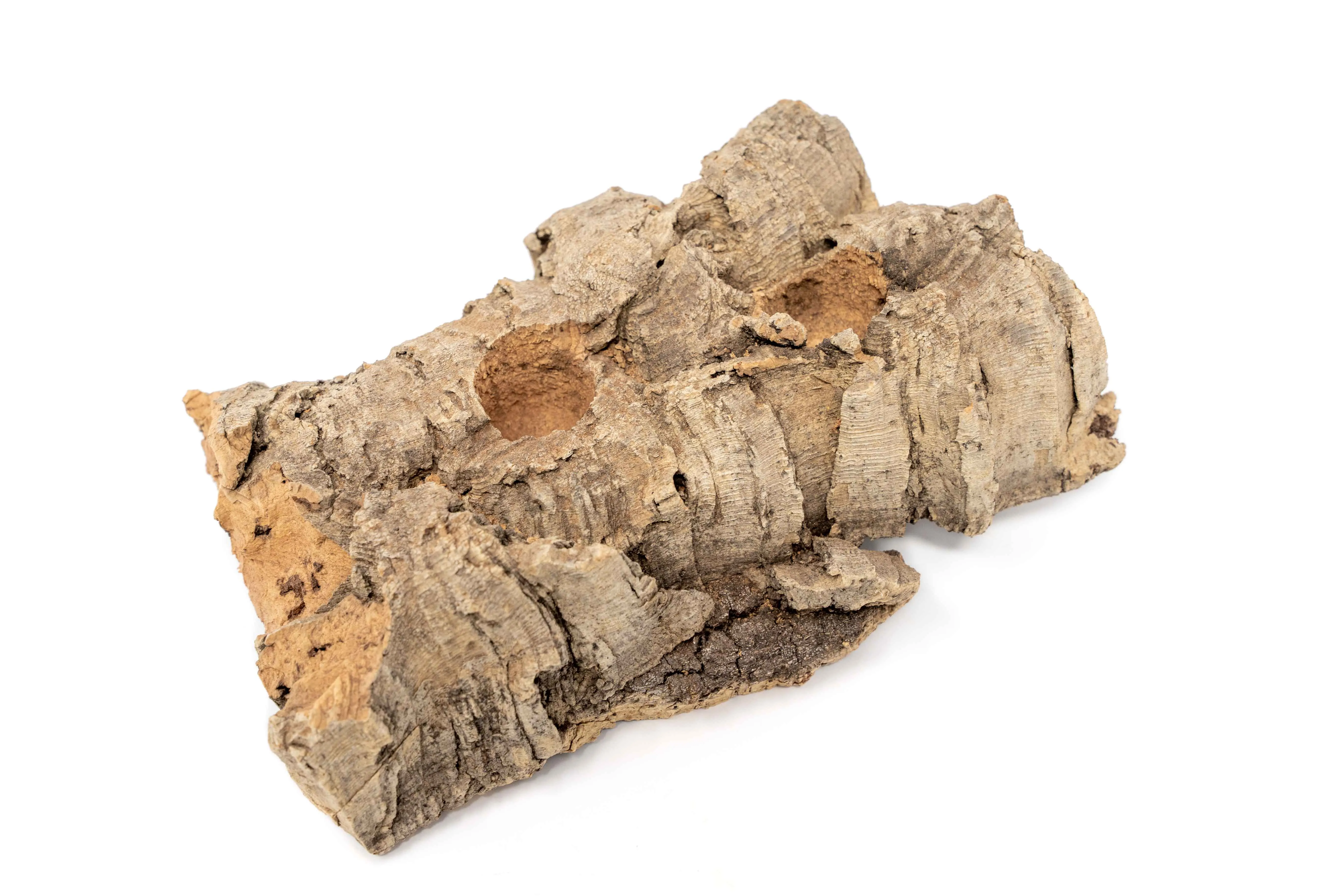 Wholesale - Small Tabletop Cork Bark Display with 2 Tillandsia Air Plants